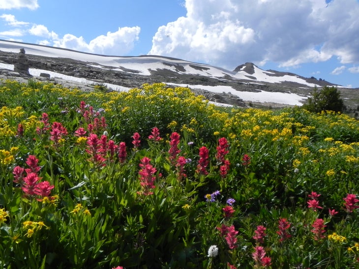 Wildflowers None