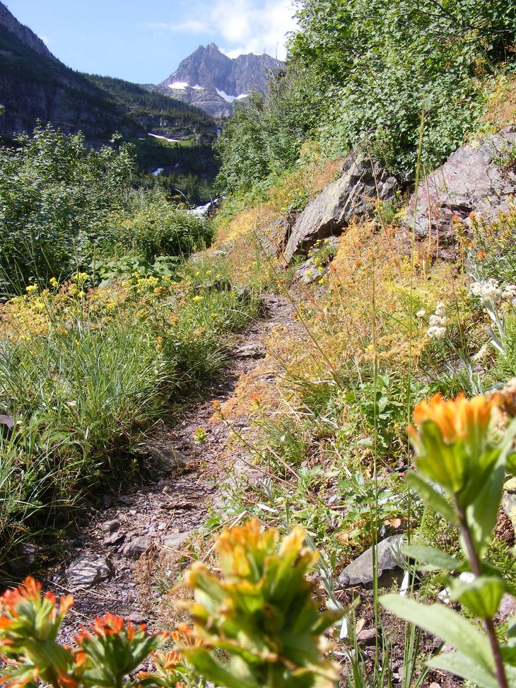 Wildflowers None