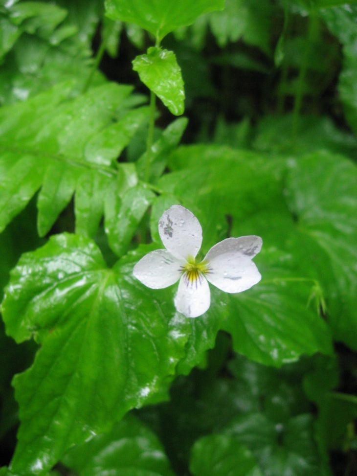 Wildflowers None