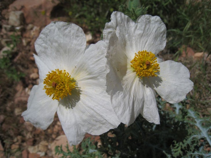 Wildflowers None