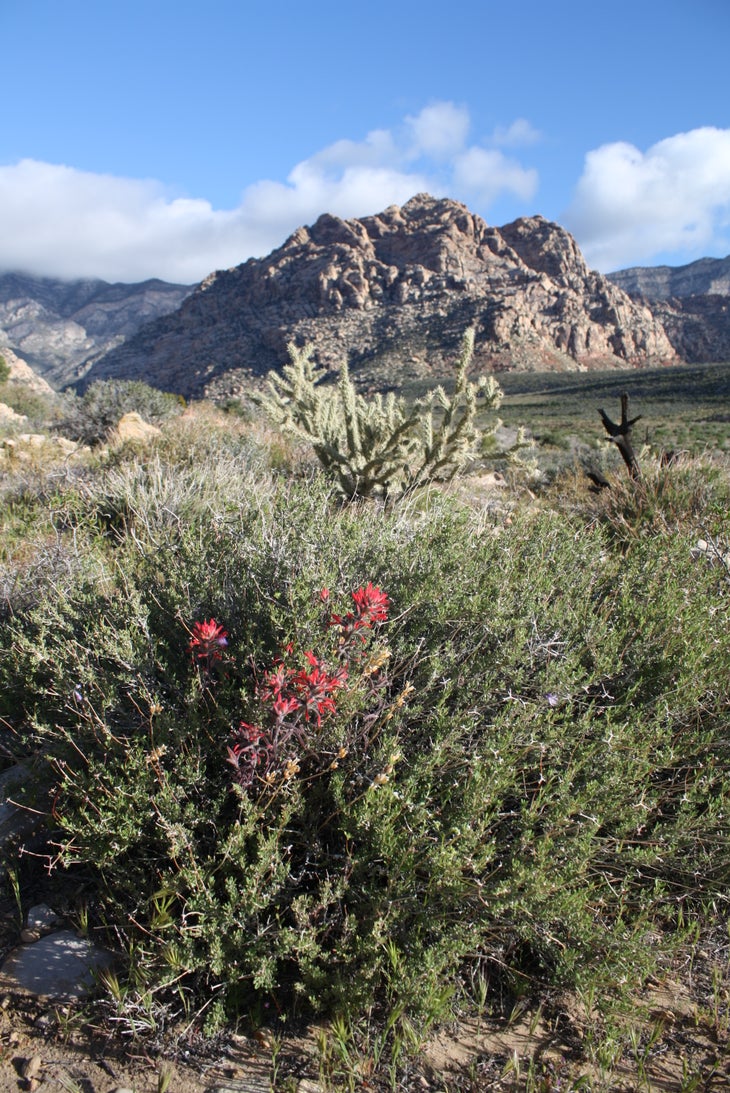 Wildflowers None