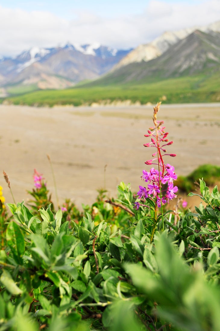 Wildflowers None