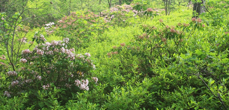 Wildflowers None
