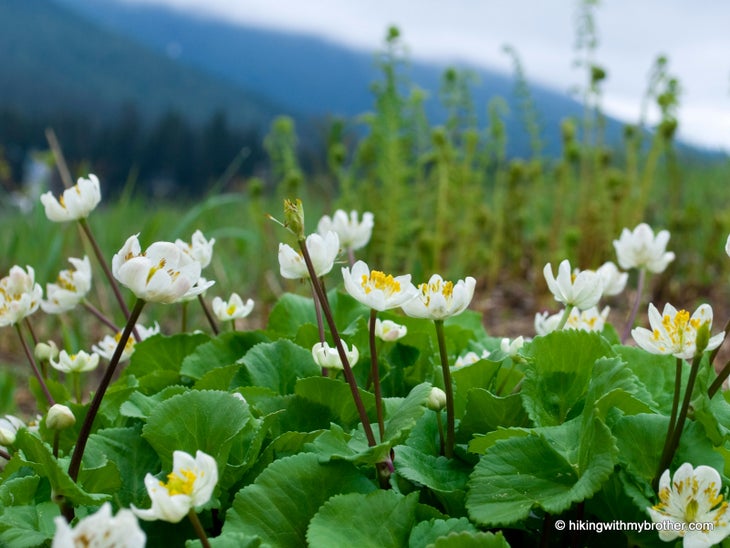 Wildflowers None