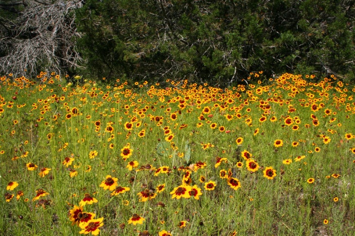 Wildflowers None