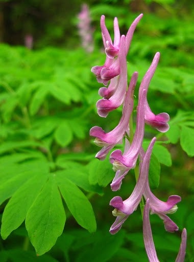 Wildflowers None