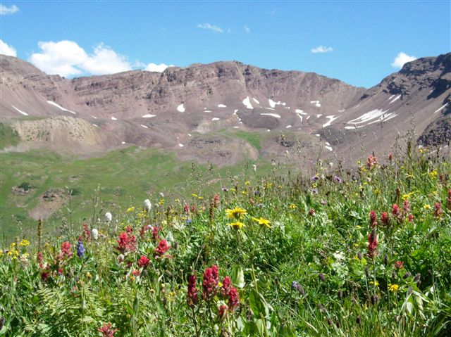 Wildflowers None