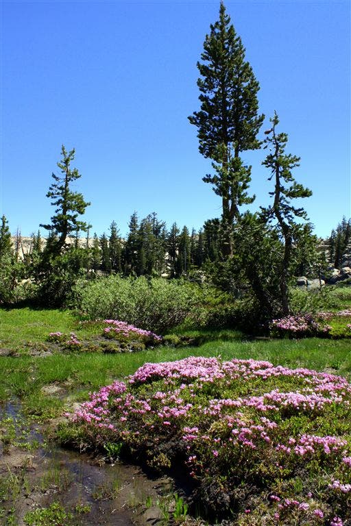 Wildflowers along Powell Lake None