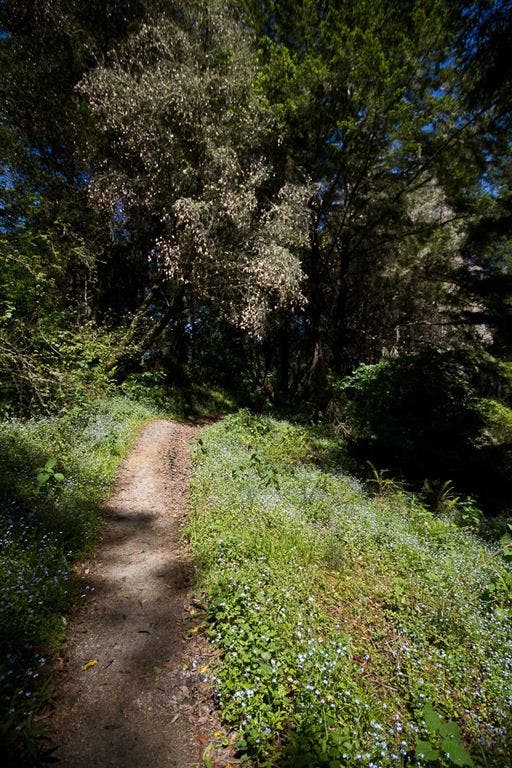 Wildflowers along the trail None