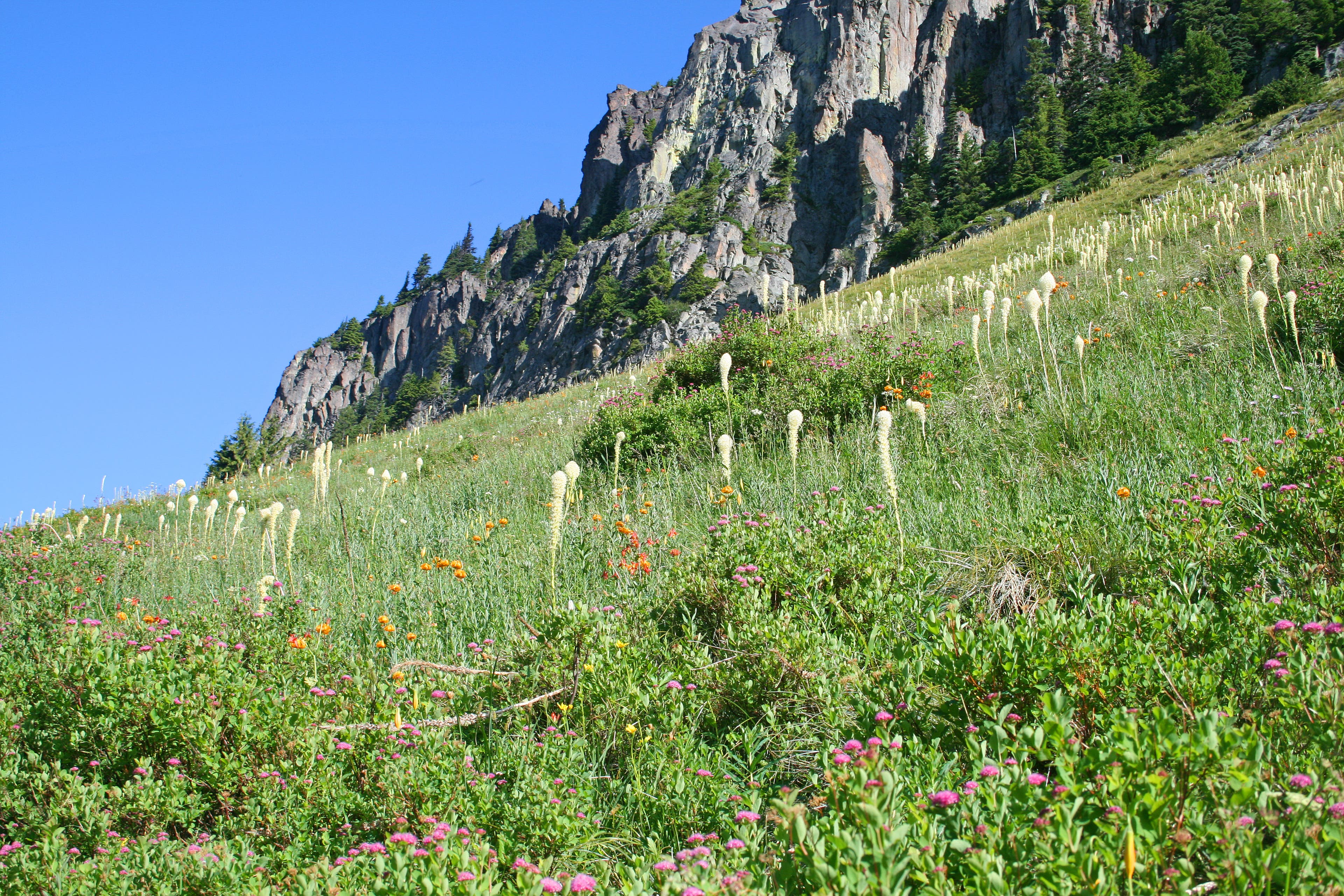 Wildflowers at Yellowstone Cliff None
