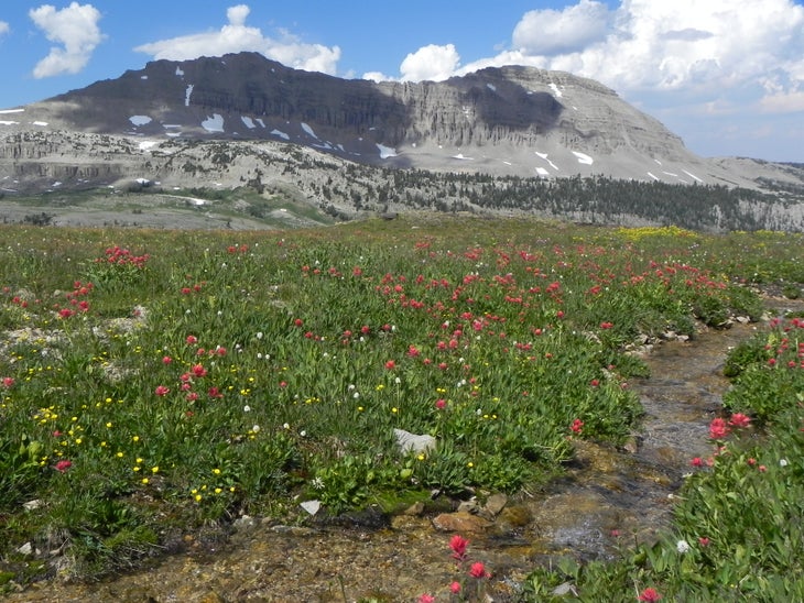 Wildflowers below Black Peak None