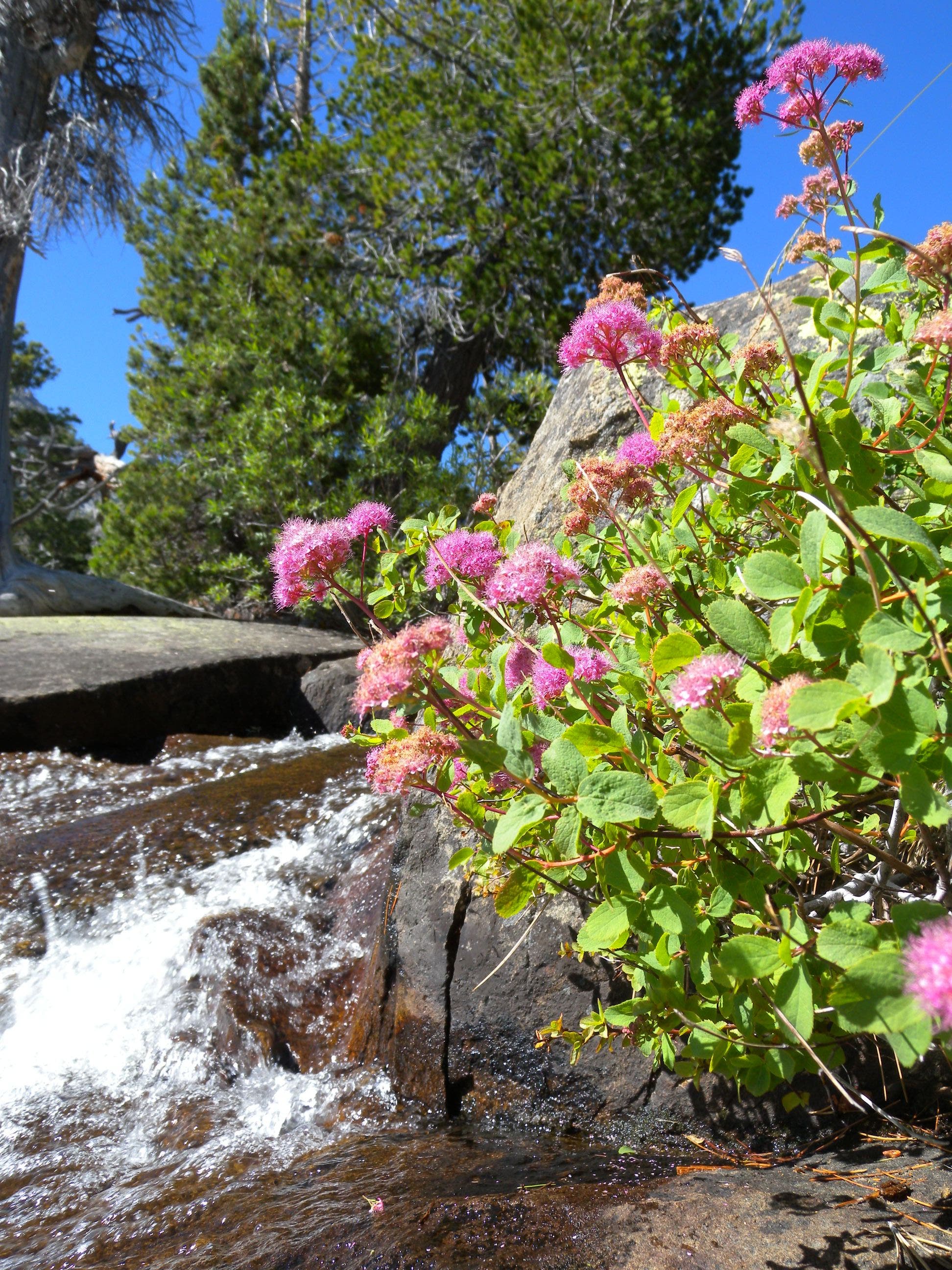 Wildflowers near Cascade Creek Falls None