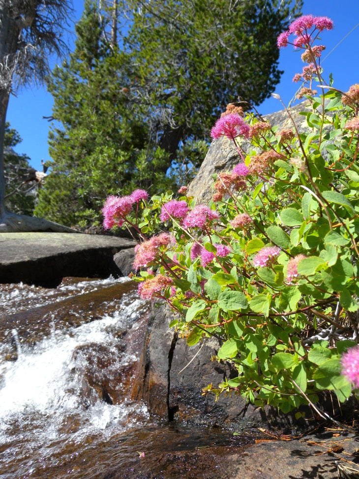 Wildflowers near Cascade Creek Falls None