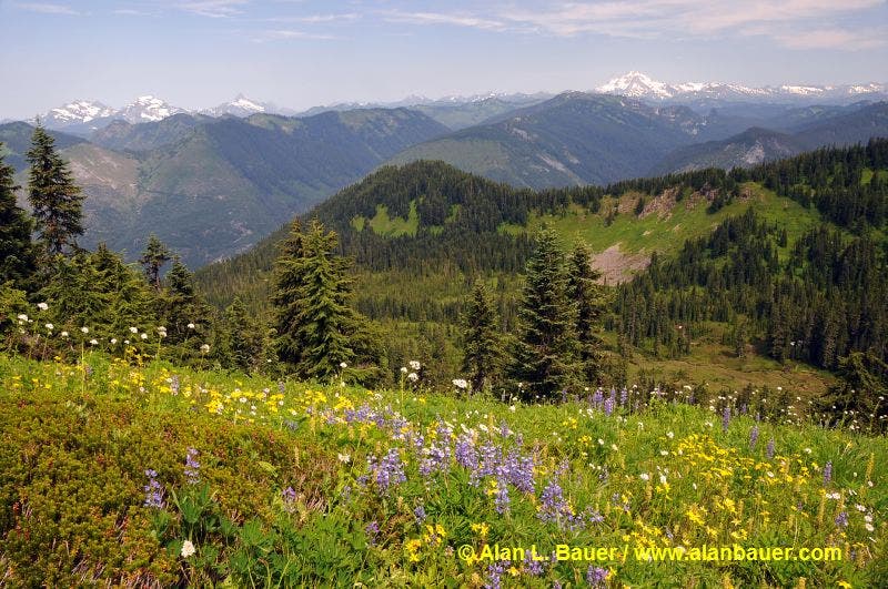 Wildflowers on Scorpion Mountain None