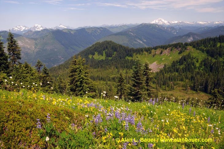 Wildflowers on Scorpion Mountain None