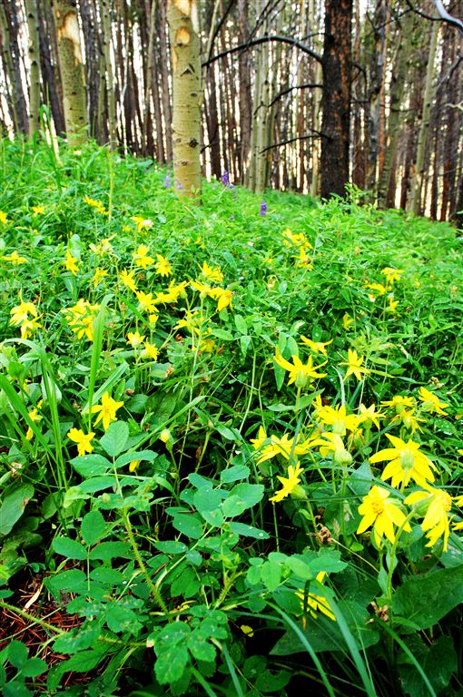 Wildflowers None