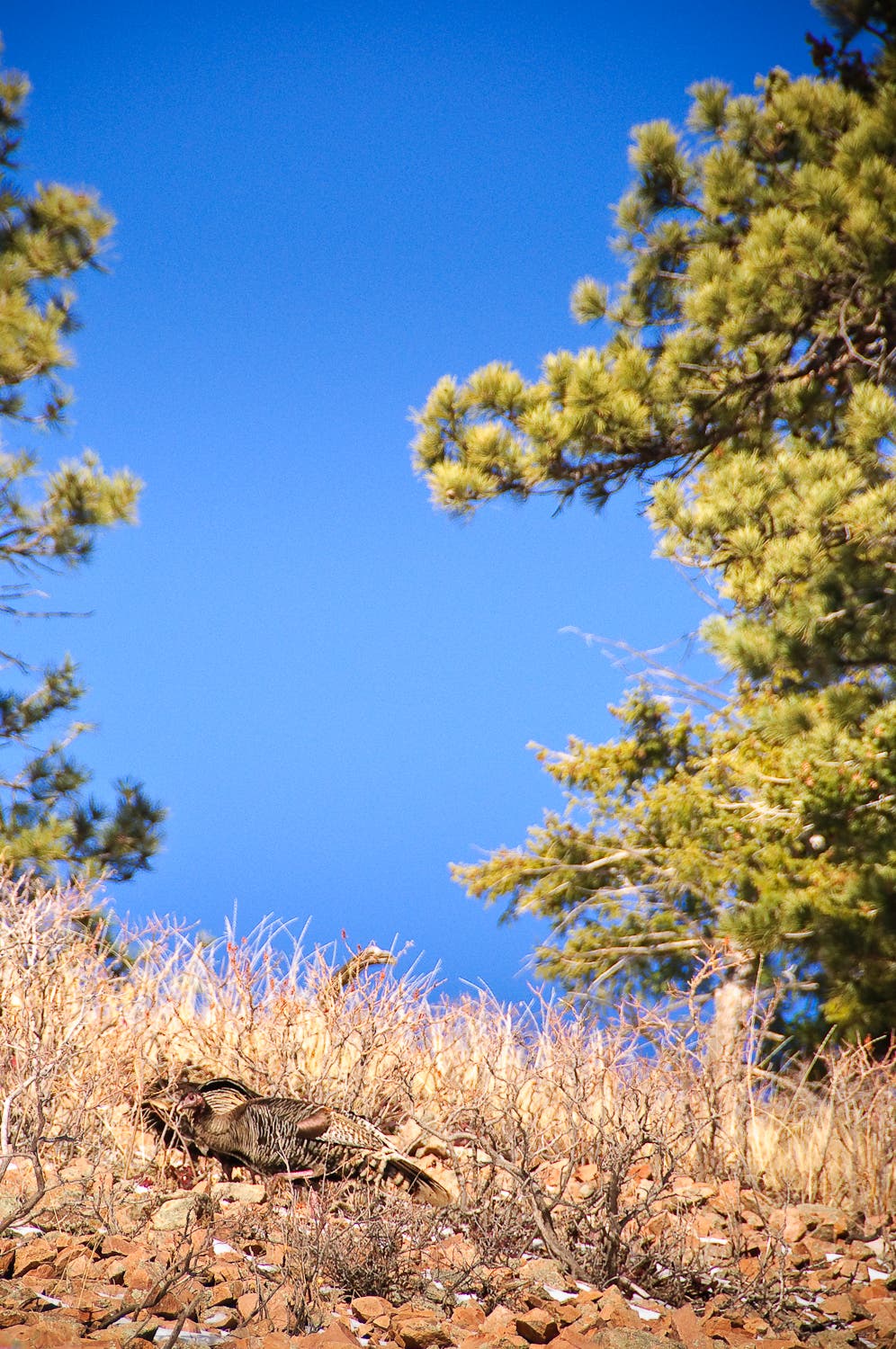 Wild birds blend into the brown grass and dirt along the trailside. 