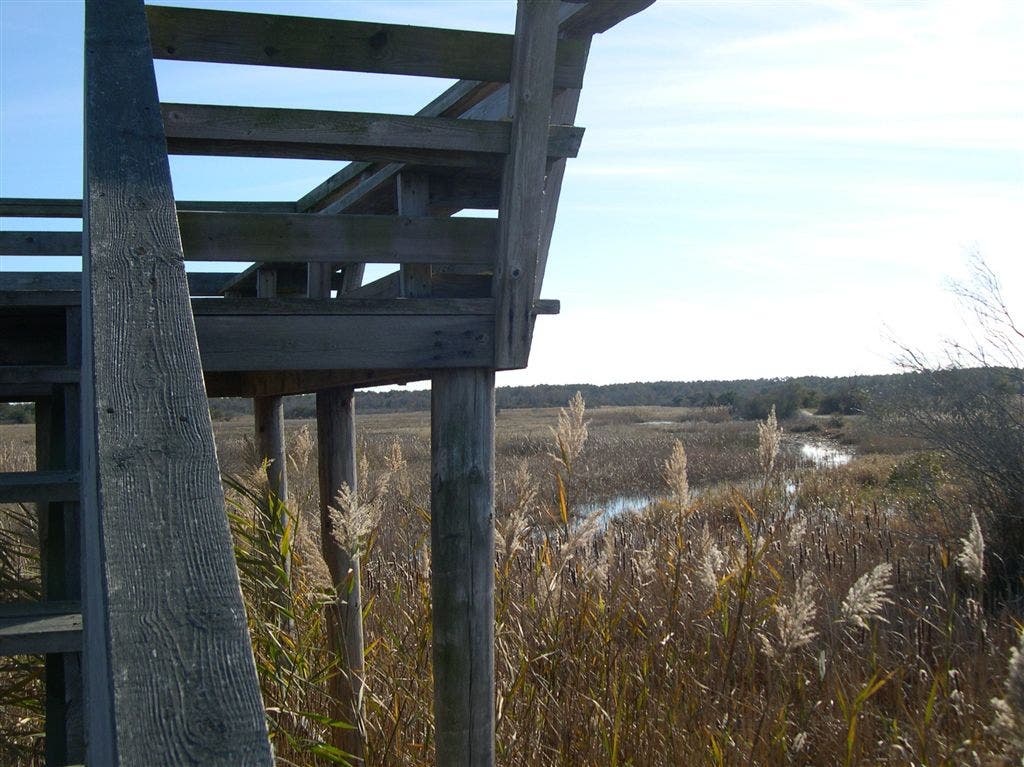 Wildlife Viewing Platform None