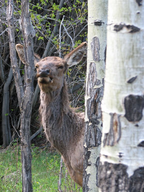 Wildlife None