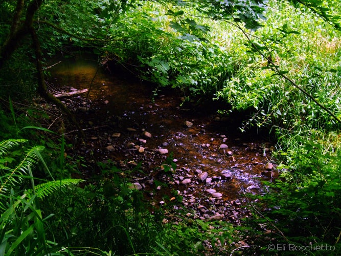 Williams Creek None
