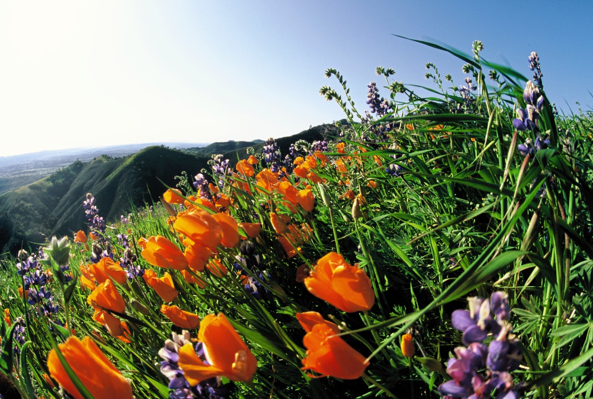 Windblown Poppies and Lupine None