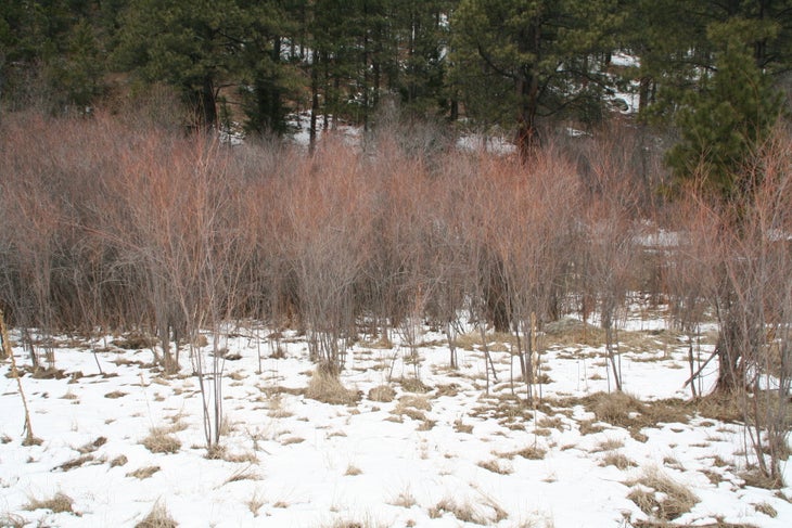 Winter near the Tesuque River None