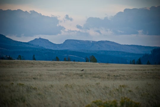 Wolf Sighting None