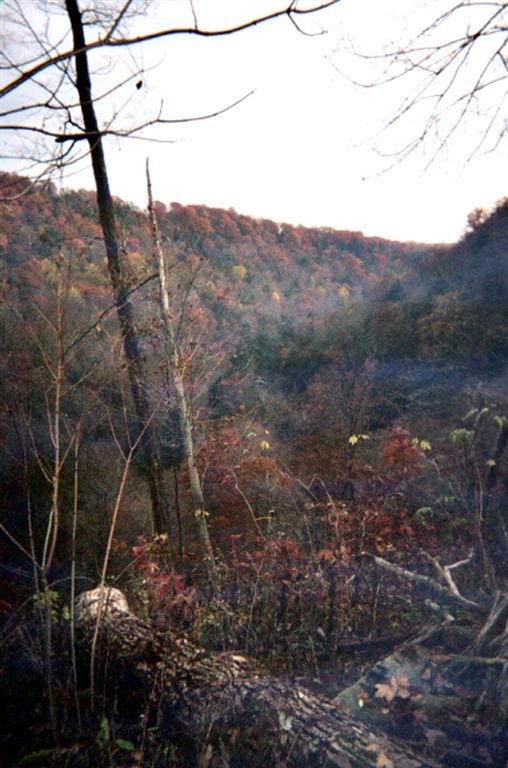 Wooded Hills None