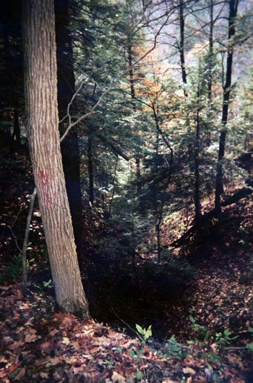 Wooded Ravine None