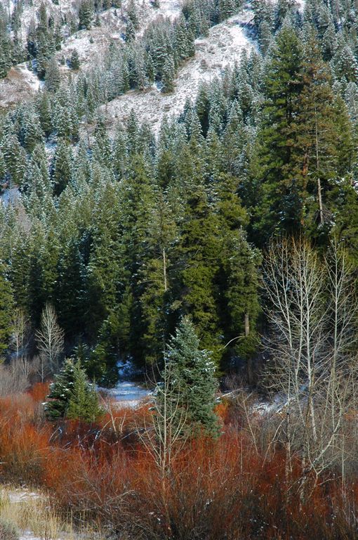 Wooded Slopes None