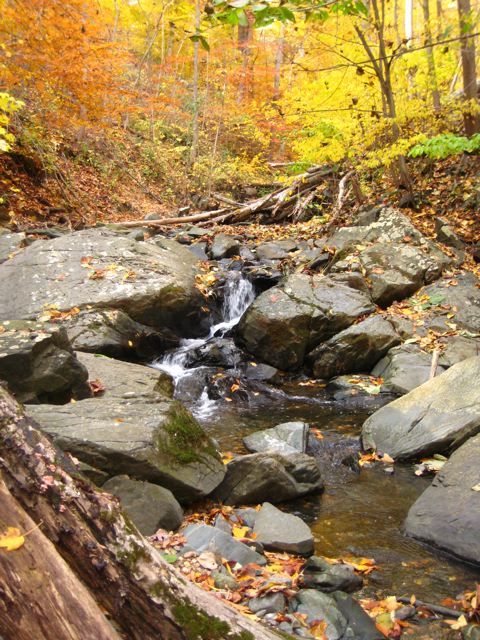 Wooded Stream None