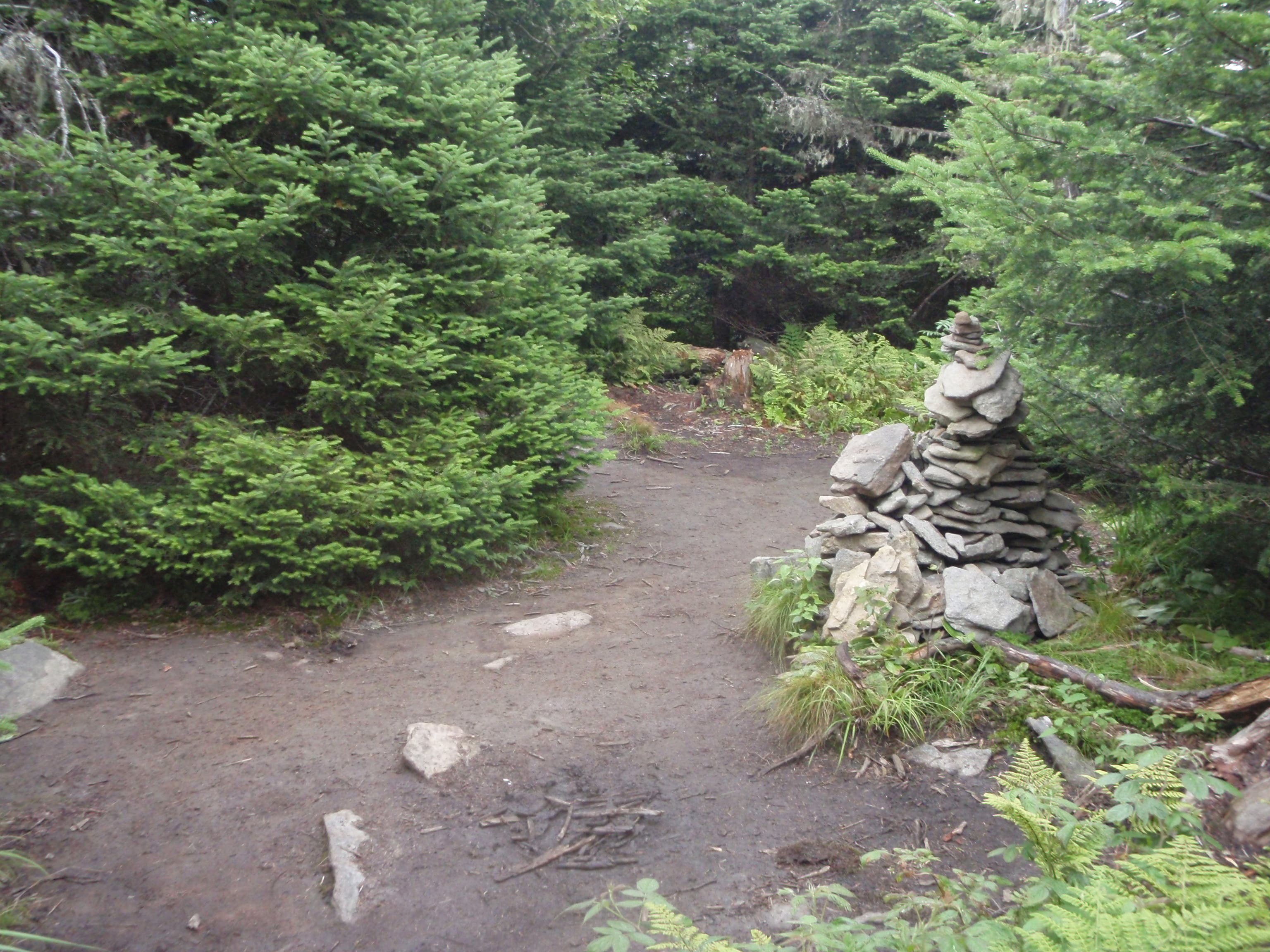 Wooded Summit of Mount Waumbek None