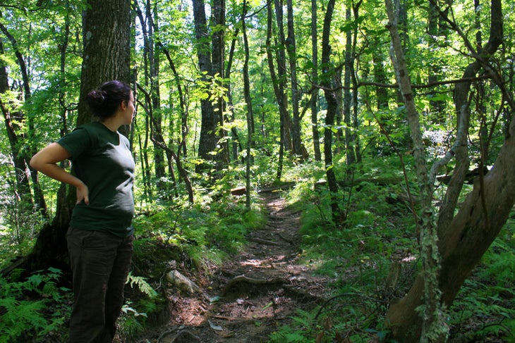 Wooded Trail None