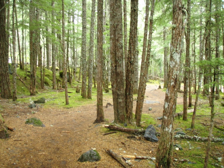 Wooded Trail None