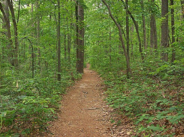 Wooded trail None