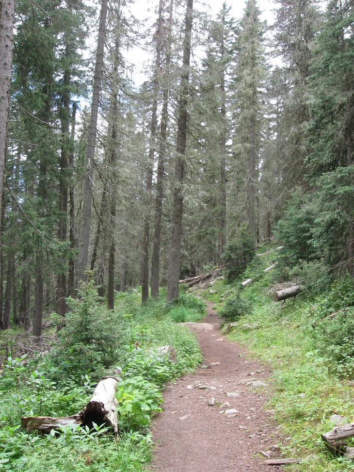 Wooded trail None