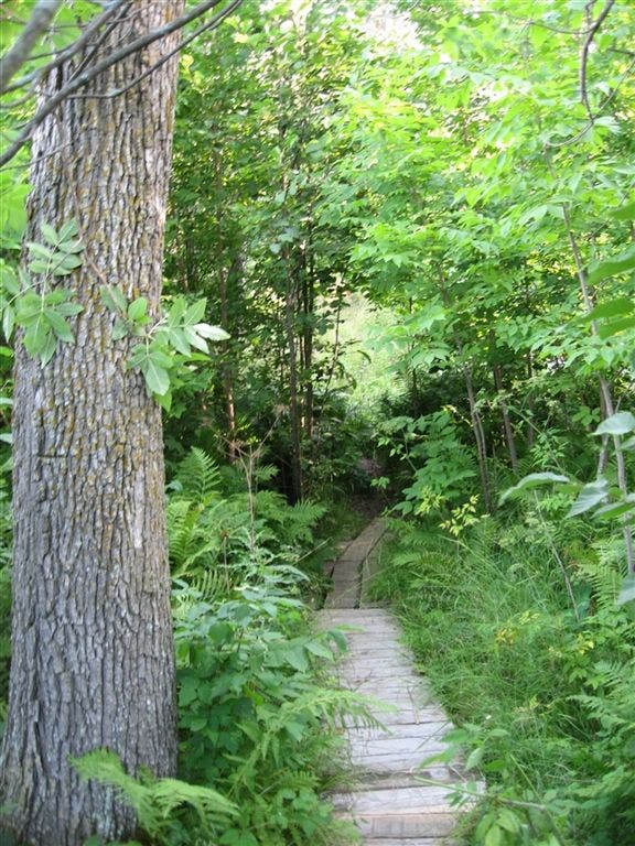 Wooded trail near north end of East Arm None