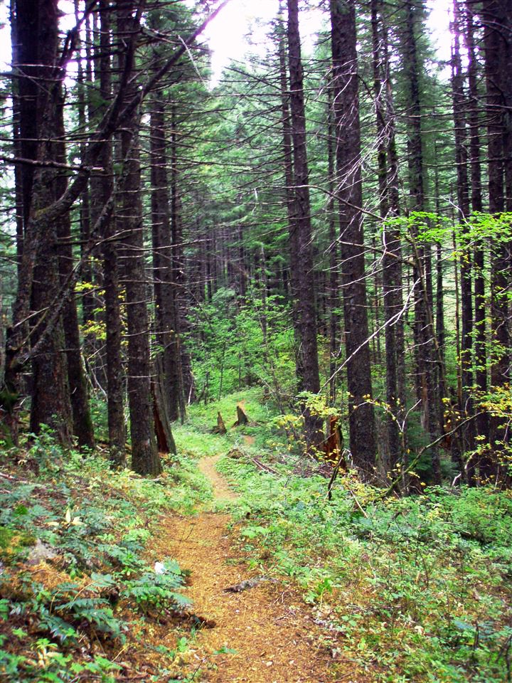 Wooded Trail None