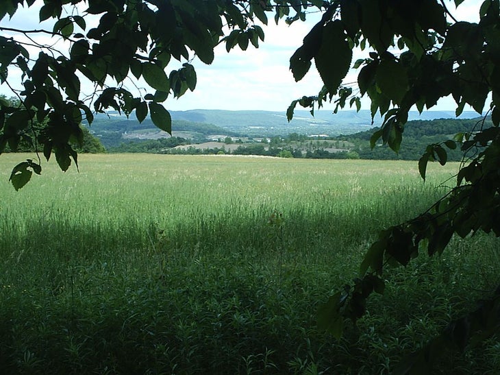 Wooded Views None