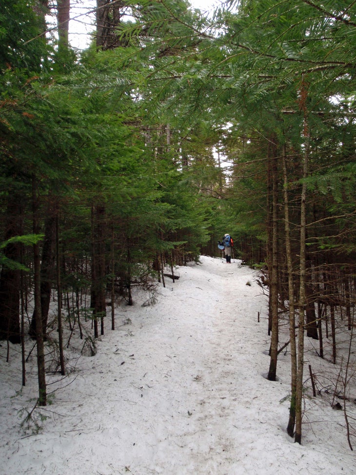 Wooded Walkway None