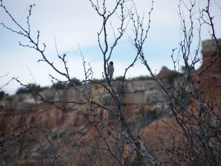 Woodpecker None