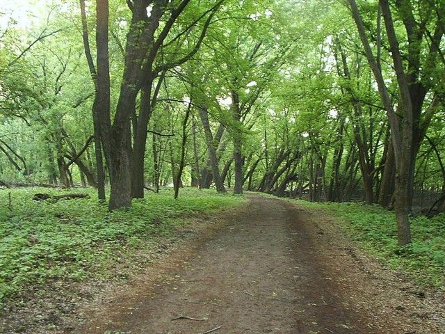 Woods None