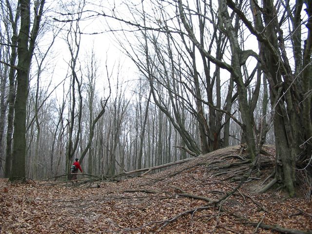 Woods None