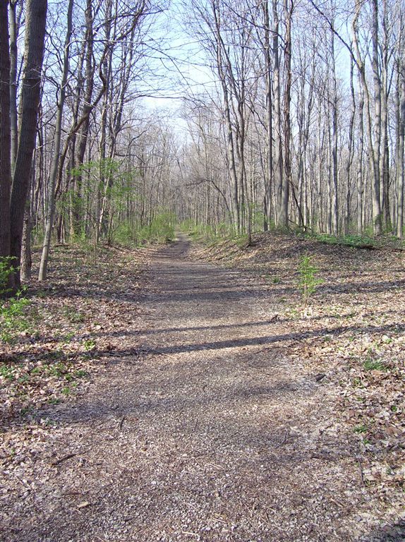 Woods None