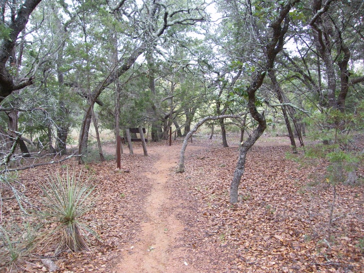 Woods None