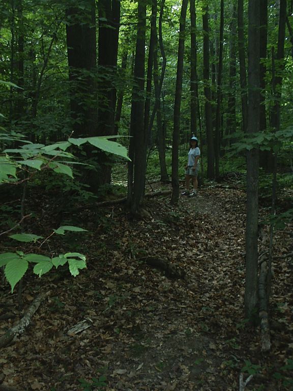 Woods Walk None