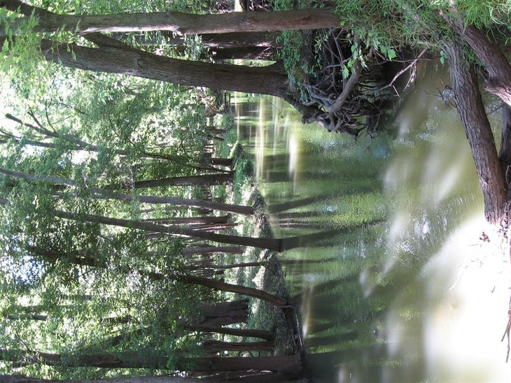 Woods None