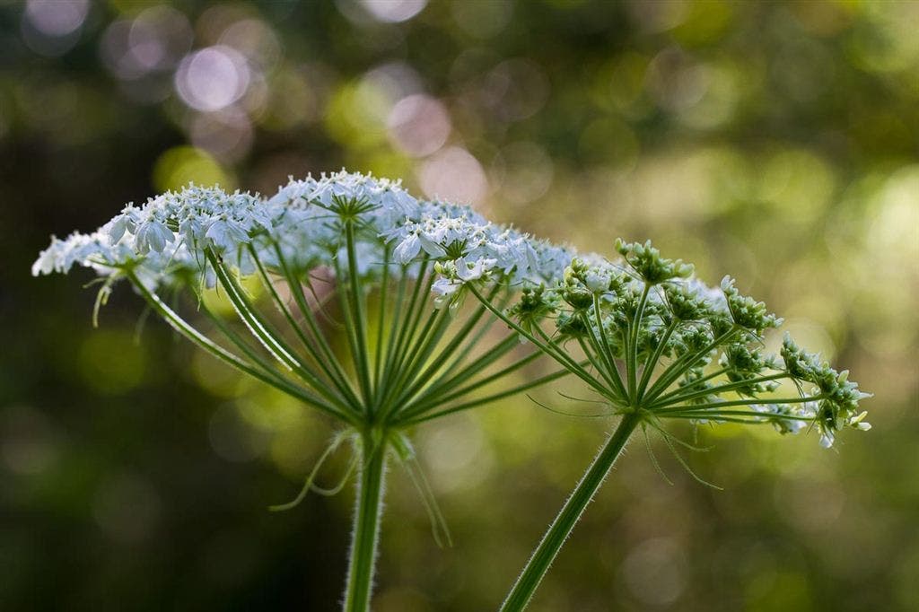 Yarrow along Sky Trail None