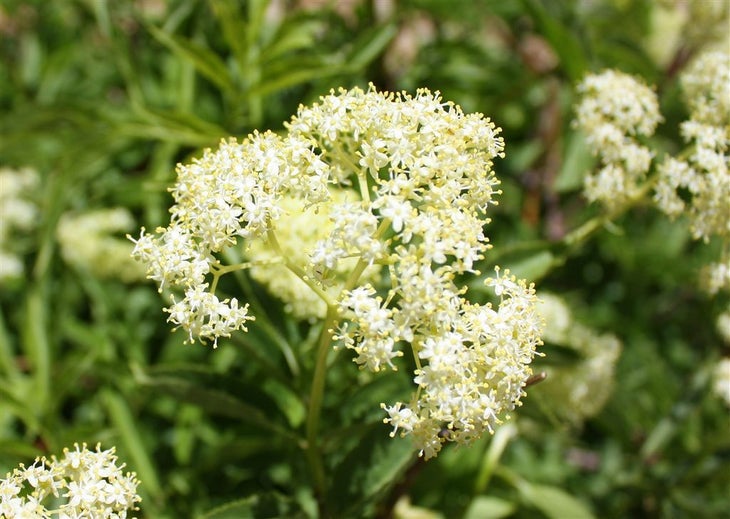 Yarrow None