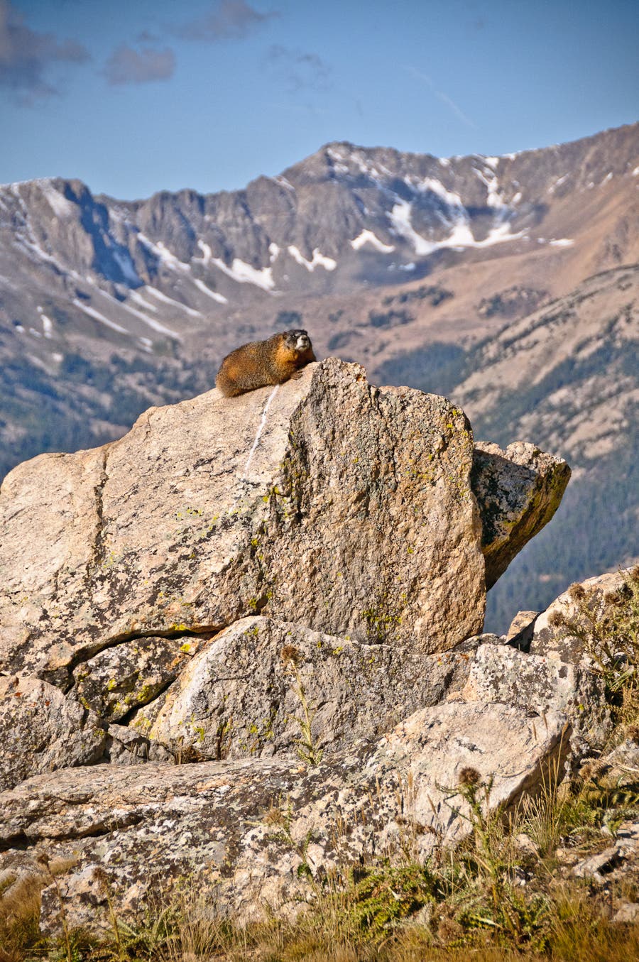 Yellow-Bellied Marmot None